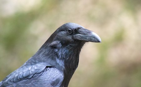 'תודעת עורב'- ומה זה אומר על תודעת האדם?